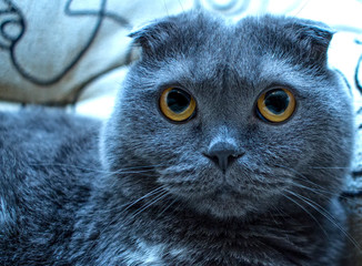 The cat is blue grey britain but the eyes are yellow. Cause and beauty of the cat