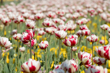 Colorful tulips in Sofia 