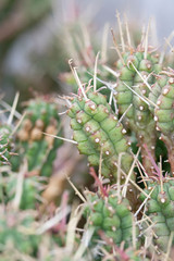 Fototapeta premium Abstract Close Up of a Cactus Succulent Plant 