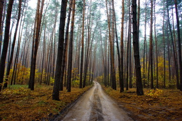 Autumn forest road. Coniferous forest in the fall.