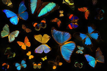 beautiful Butterflies collection. collection of different tropical butterflies on black background. entomology collection.  Morpho is genus of butterflies, inhabitants of Central and South America.