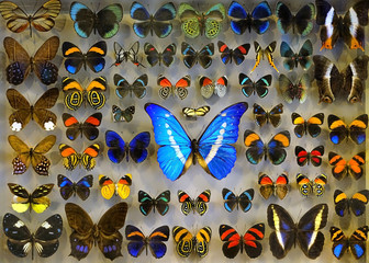 Collection of tropical butterflies. Morpho is genus of butterflies, inhabitants of Central, South...