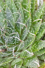 Abstract Close Up of a Cactus Succulent Plant 
