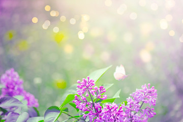 Mysterious spring background with blooming lilacs flowers blossom and butterfly with glowing bokeh