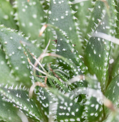 Abstract Close Up of a Cactus Succulent Plant 