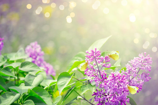 Mysterious spring background with blooming lilacs flowers blossom and butterflies with glowing bokeh