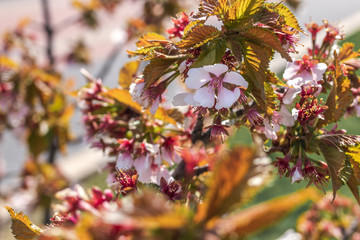 Fototapeta premium Sakura blossom. Sakura background. Spring sakura.