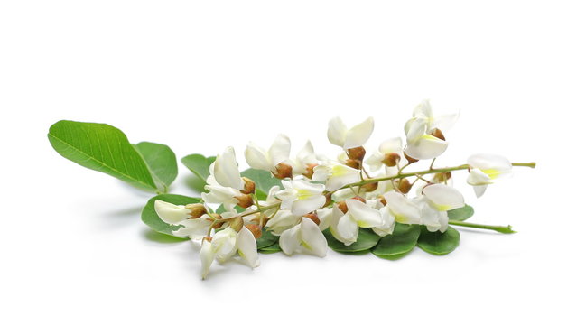 Blossoming acacia with leafs isolated on white background, black locust, Robinia pseudoacacia