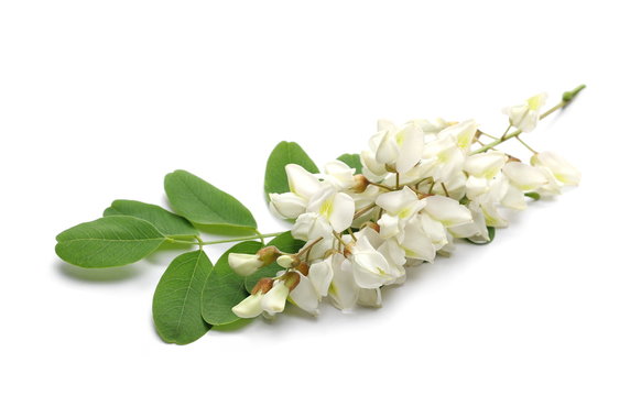 Blossoming acacia with leafs isolated on white background, black locust, Robinia pseudoacacia