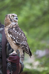 eule sieht in die camera