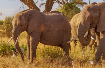 Smiling happy Elephants in warm sunshine Loxodonta Africana Safari travel Amboseli National Park Kenya East Africa blue sky vulnerable species in natural environment