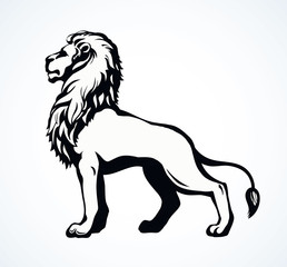 Lion. Vector drawing