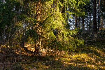 Woodland. Lonely fir tree in the pine forest backlit by the sun. Against the background of the forest