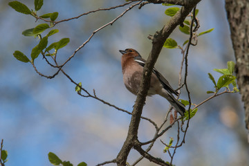 Common chaffinch on a branch