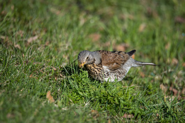 Fieldfare looking för worms