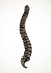 Spine. Vector drawing