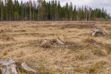Fototapeta premium old stumps on the territory of deforestation