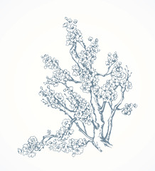 Spring flowering tree. Vector drawing