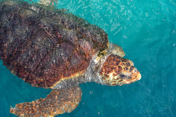Turtle swimming in Project Tamar tank at Praia do Forte, Brazil