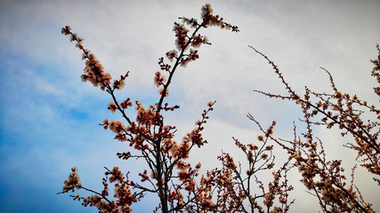 photographic image of blossoming apricot branches against the blue sky in spring in the month of May