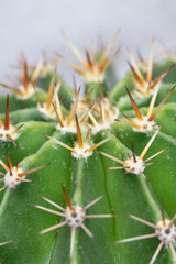 Abstract Close Up of a Cactus Succulent Plant 