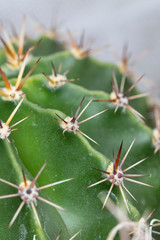 Abstract Close Up of a Cactus Succulent Plant 