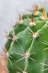 Abstract Close Up of a Cactus Succulent Plant 