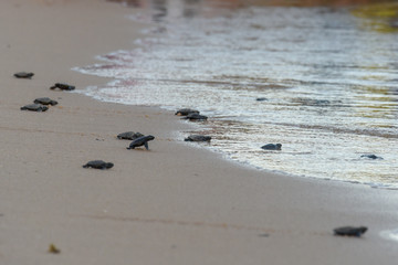 People observing baby turtles on Tamar project at Praia do Forte in Brazil