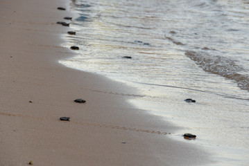 Baby turtles making it's way to the ocean