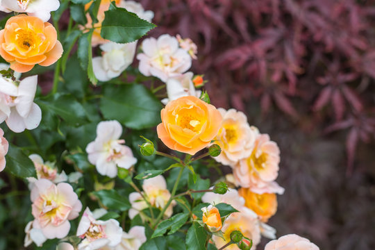 157 BESTE "Gelbe Rosen" BILDER, STOCK-FOTOS & -VEKTORGRAFIKEN | Adobe Stock