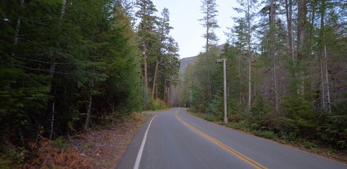 Road in the forest