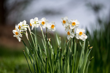 Gruppierung wei&szlig;er Narzissen