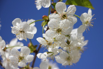 Beautiful white cherrytree flowers closeup on blue background