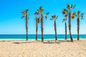 Siete palmeras que surgen de la arena de la playa.