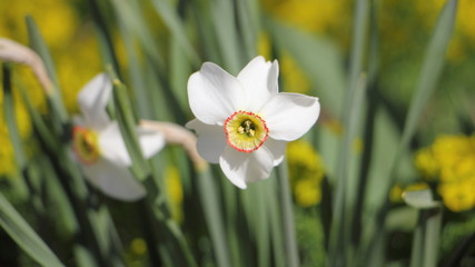 Fototapeta premium Wild flowers - white daffodil closeup
