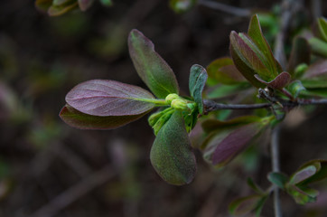 young plant in the garden