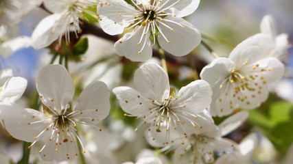 Obraz premium Beautiful cherry tree blooming flowers closeup