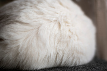 closeup of white fur