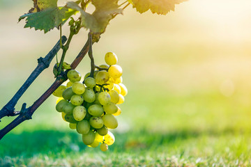 Close-up of vine branch with green leaves and isolated golden yellow ripe grape cluster lit by...