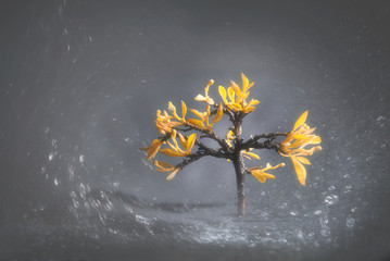 tree with golden leaves during rain and fog