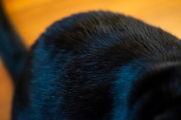 close up of a cat