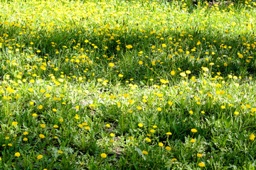 meadow glade of yellow dandelions