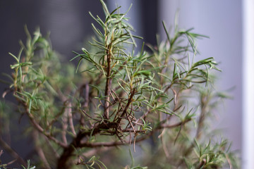 branch of a tree