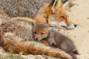 Red fox cubs in nature in springtime