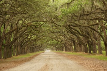A long tunnel roadway leading through the property of Wormsloe is line with ancient LIVE OAK TREES...