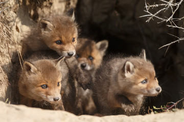 Red fox cubs in nature in springtime