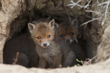 Red fox cubs in nature in springtime