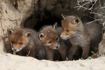 Red fox cubs in nature in springtime