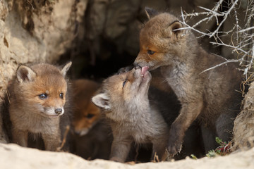 Red fox cubs in nature in springtime