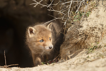 Red fox cubs in nature in springtime